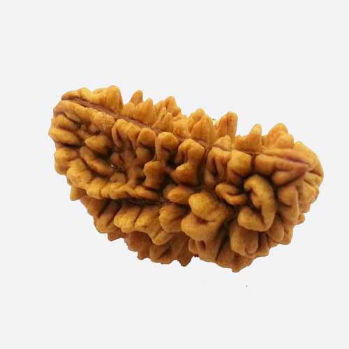 1 Mukhi Rudraksha