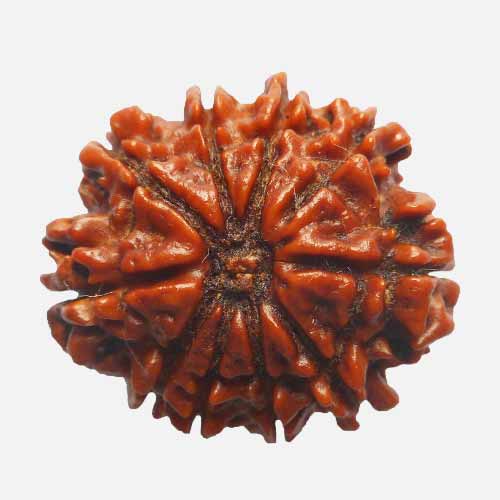 10 Mukhi  Rudraksha