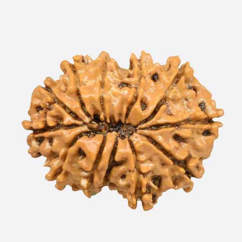 12 Mukhi  Rudraksha