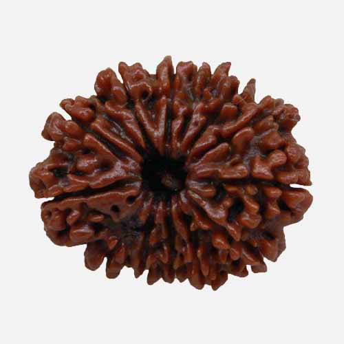 13 Mukhi  Rudraksha