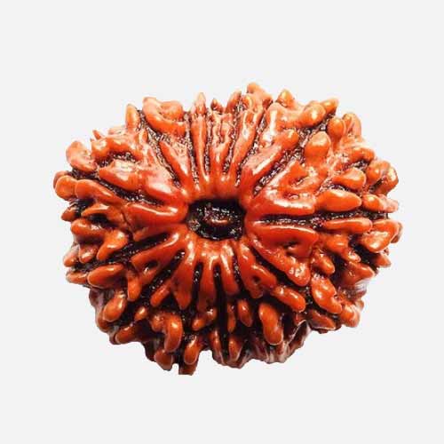 14 Mukhi  Rudraksha