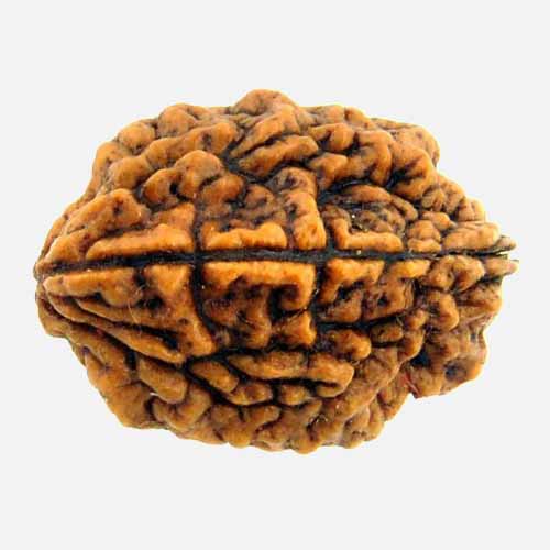 2 Mukhi Rudraksha