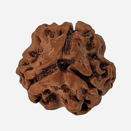 3 Mukhi Rudraksha