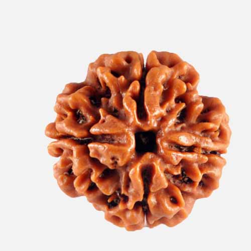 4 Mukhi  Rudraksha