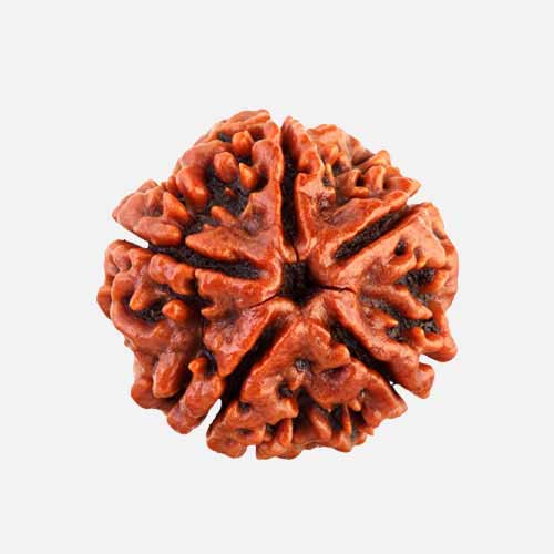 5 Mukhi  Rudraksha