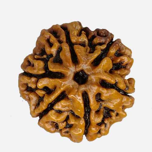 6 Mukhi  Rudraksha