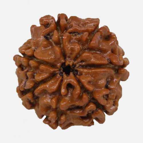 7 Mukhi  Rudraksha