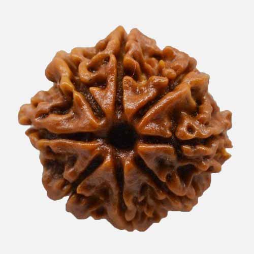 8 Mukhi  Rudraksha