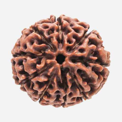 9 Mukhi  Rudraksha