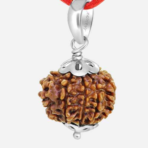 10 Mukhi  Rudraksha