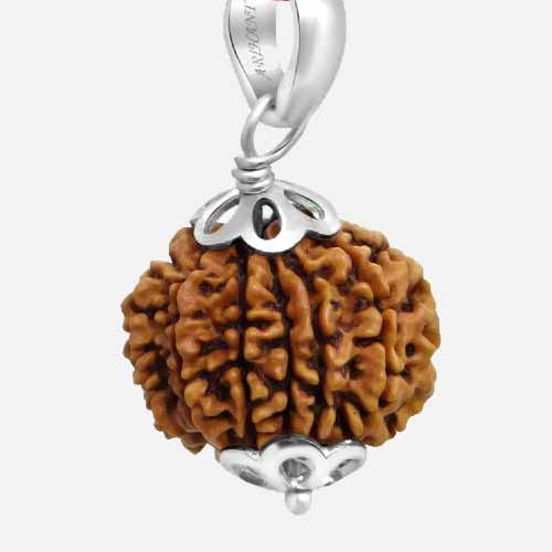 11 Mukhi  Rudraksha