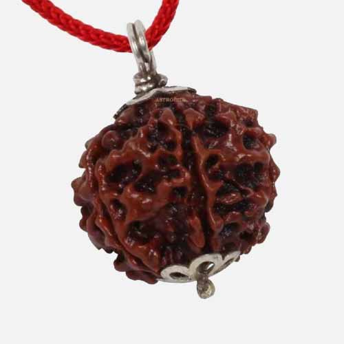 12 Mukhi  Rudraksha