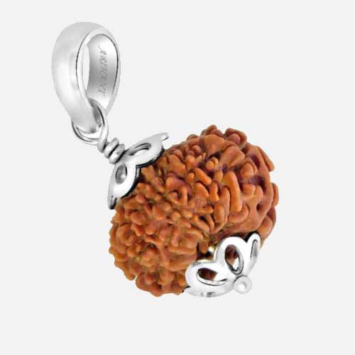 13 Mukhi  Rudraksha