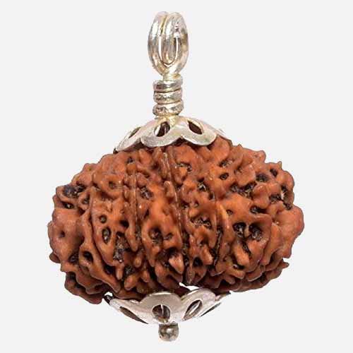 14 Mukhi  Rudraksha