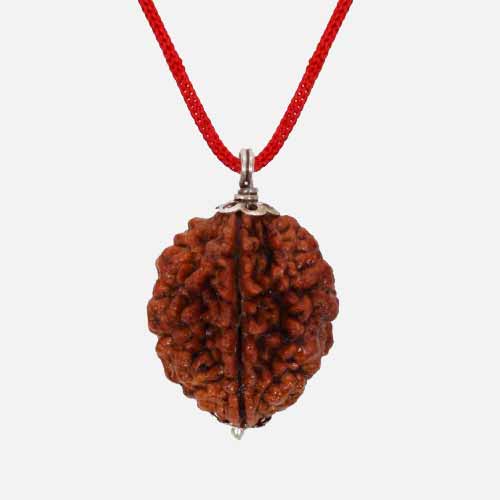 2 Mukhi  Rudraksha