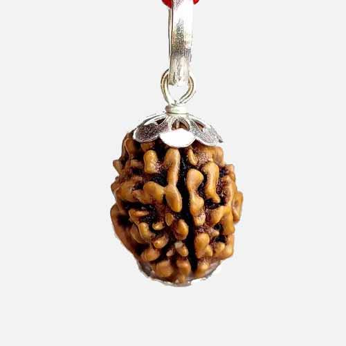 3 Mukhi  Rudraksha