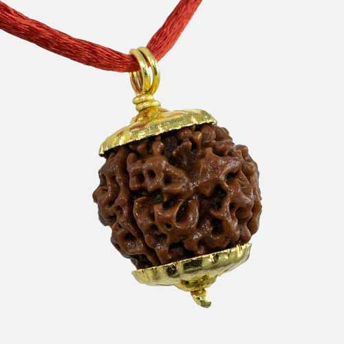 4 Mukhi  Rudraksha