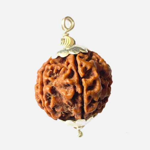 5 Mukhi  Rudraksha