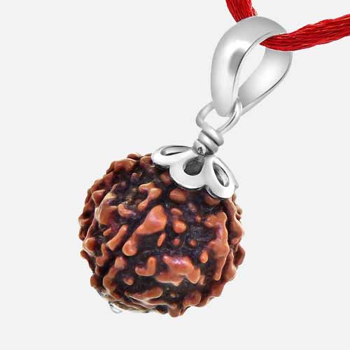 7 Mukhi  Rudraksha