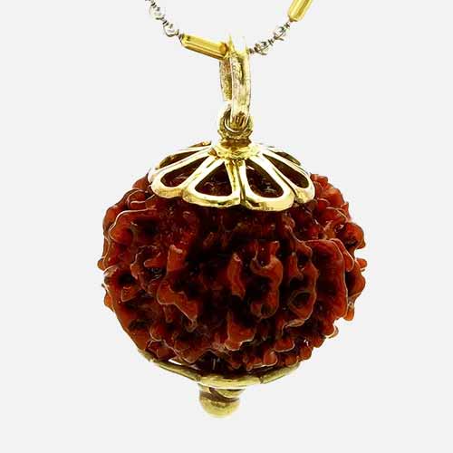 8 Mukhi  Rudraksha